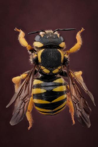 Réf. 298 229 : Trachusa interrupta